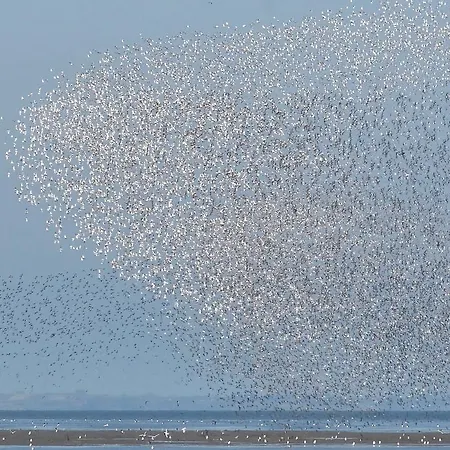 Camping Domek alpejski *